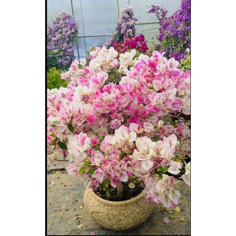 Hoa giấy hồng gân ( Bougainvillea Aiskrim )
