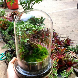 Bình terarium, bình thủy tinh trồng cây trồng cây trong nhà