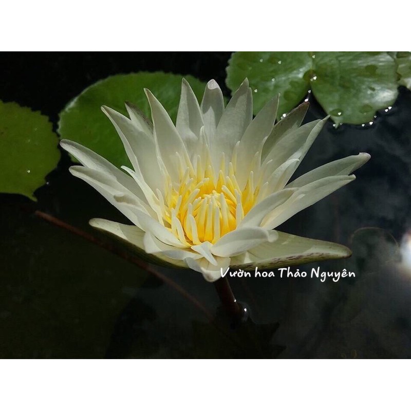 Cây hoa súng Thái Lan - Trắng Tinh Khôi Josephin Đ-06