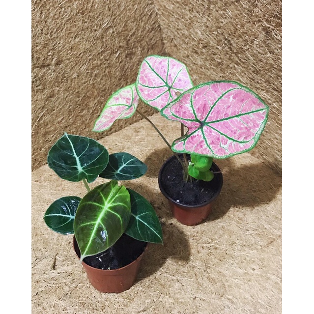 combo 2cay (black velvet và caladium hồng gân xanh)