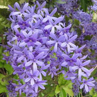 cây hoa leo MAI XANH THÁI hoa đẹp, siêu bông