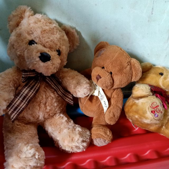 Gấu teddy y
