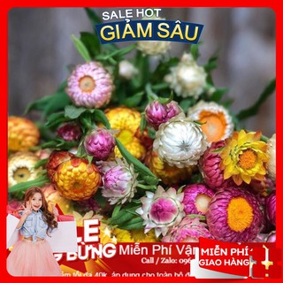 Hạt Giống Hoa Cúc Bất Tử - 50 Hạt / Gói