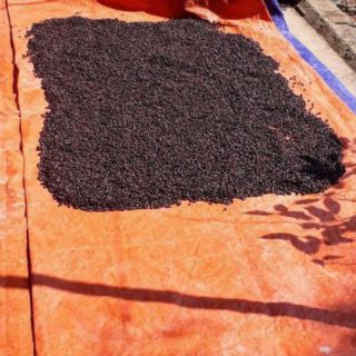 Hạt Dổi 100g