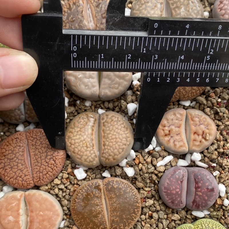 Lithop/ thạch lan/ sen mông size 2,5-3cm