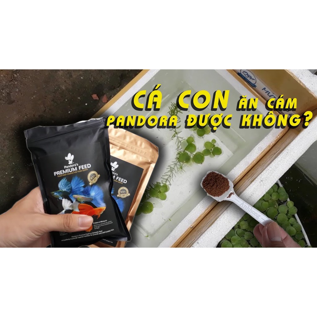 Thức ăn Pandora Vàng + Đen Malaysia (Hàng Công Ty)