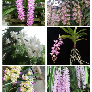 Combo 6 loại hoa phong lan giáng hương