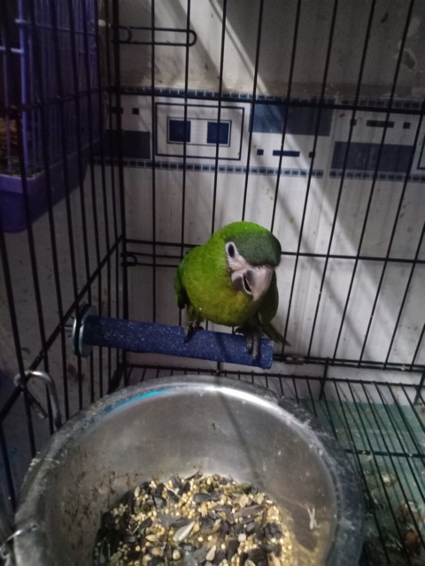 Cầu mài móng cho vẹt màu ngẫu nhiên.