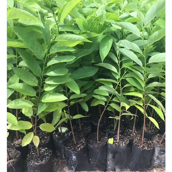 Cây Na vàng úc. 8 tháng cho trái - Cây Giống Nhập Khẩu - Cây Giống Nhập Khẩu⚡Freeship