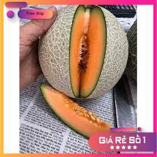 Hạt giống Dưa lưới F1 (Ruột cam, Siêu ngọt)