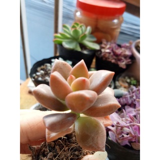 🌺 SEN ĐÁ NÂU ĐỎ size Mini 👉 FREE SHIP 🌈