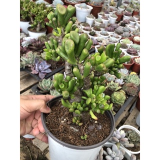 sen đá ống điếu cổ thụ