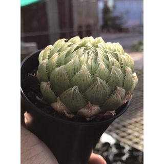 Sen đá ngọc dạ quang haworthia