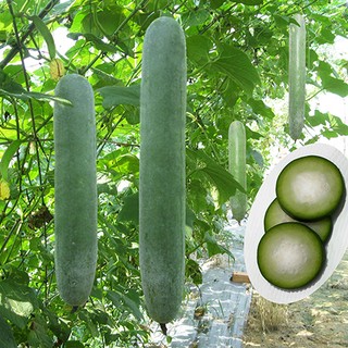 Hạt giống Bí sặt (bí đao quả dài, bí xanh)