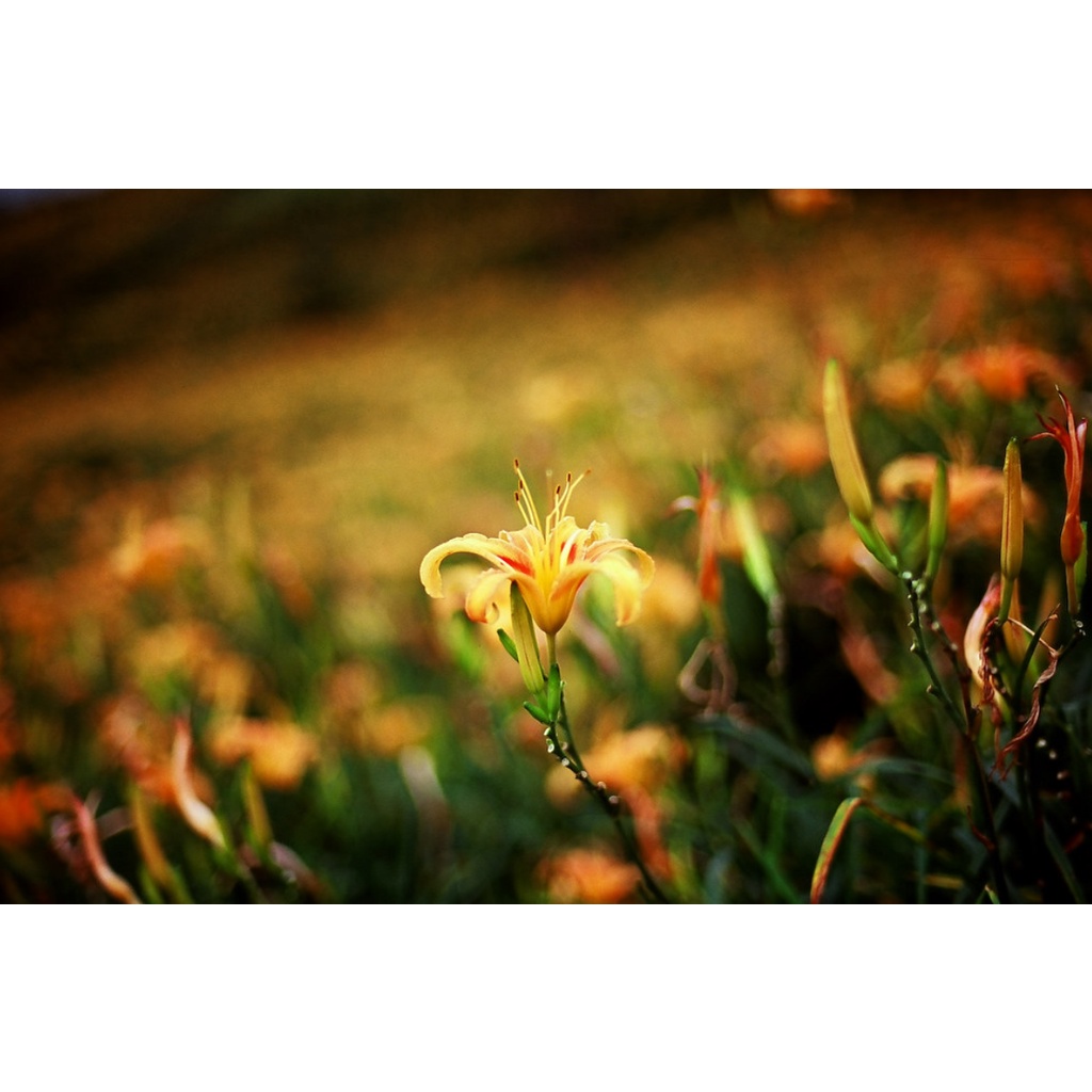 Ống kính máy ảnh Tamron 28-75mm f2.8 Di AF Nikon  - 18880