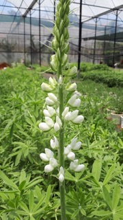Đậu lupin 50k/350 hạt
