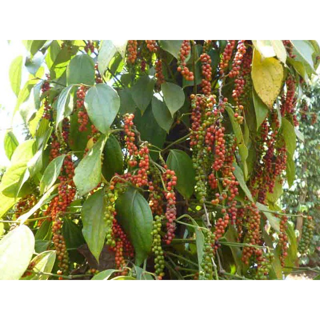 Hạt tiêu đen Long Khánh nhà trồng sạch 100% 1KG