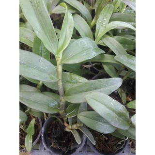 Cốc giống Giả Hạc - Phi Điệp Hồng Ngọc Mắt Xước Mentor 1 thân dài 5-10cm đã thuần vườn