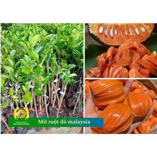 Cây giống Mít ruột đỏ sơ đỏ [100% GIỐNG CHUẨN, Cây ghép cho trái  Siêu sớm chỉ sau 18 tháng]