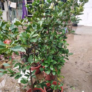 Siêu phẩm cherry đang ra hoa