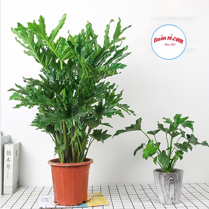 Chậu hoa tròn nhựa Việt Nhật (MS:2287) xinh xắn - Chậu cây trang trí tạo không gian xanh cho nhà cửa 01537