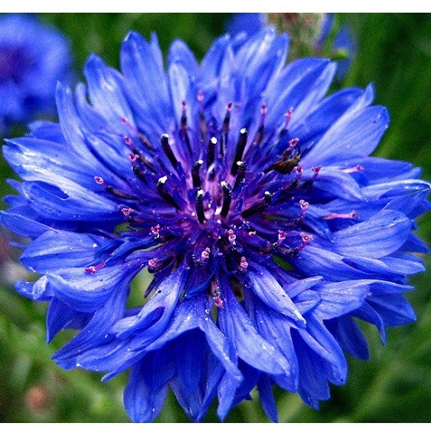 ⚡️HẠT GIỐNG HOA TRÚC MAI XANH ĐÀ LẠT⚡️ DỄ TRỒNG TỈ LỆ NẢY MẦM TRÊN 90% GÓI 60 HẠT