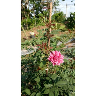 Siêu lân, siêu ra rễ, bật chồi khỏe