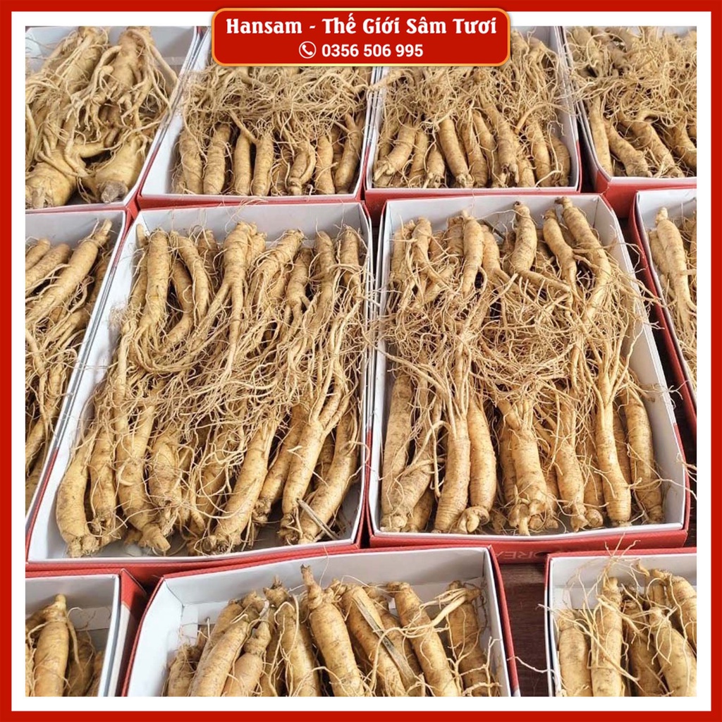 NHÂN SÂM GÀ TƯƠI LOẠI 25-30 CỦ/KG Chuẩn Hàn Quốc - Hầm Nấu Bồi Bổ Sức Khỏe