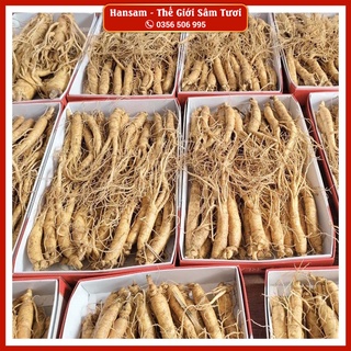 Nhân sâm gà tươi loại 25-30 củ/kg chuẩn hàn quốc - hầm nấu bồi bổ sức khỏe