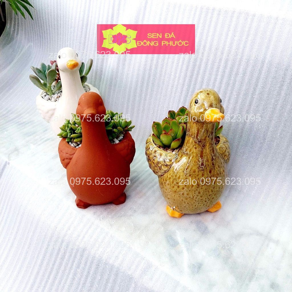 Chậu đất nung hình thú nâu đỏ - chậu trồng sen đá xương rồng, cây văn phòng- sen đá đông phước