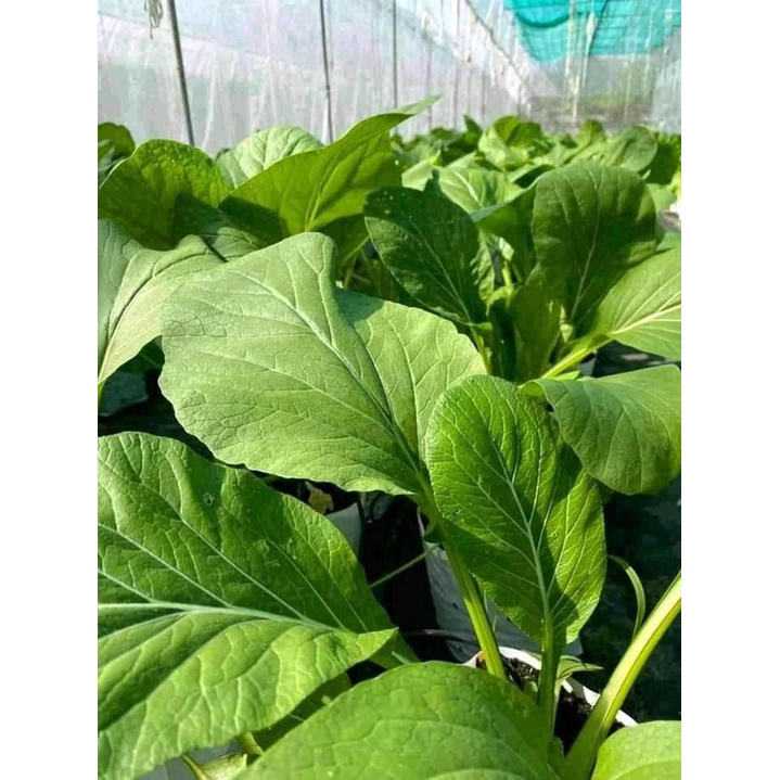 Gói 50 Gram hạt giống cải ngọt khổng lồ