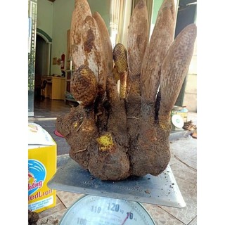 🔥🔥🔥NẤM TÍCH DƯƠNG☄️☄️☄️Chuẩn hàng Kon Tum 💯💯