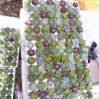 Sen đá vĩ 22 cây khác loại