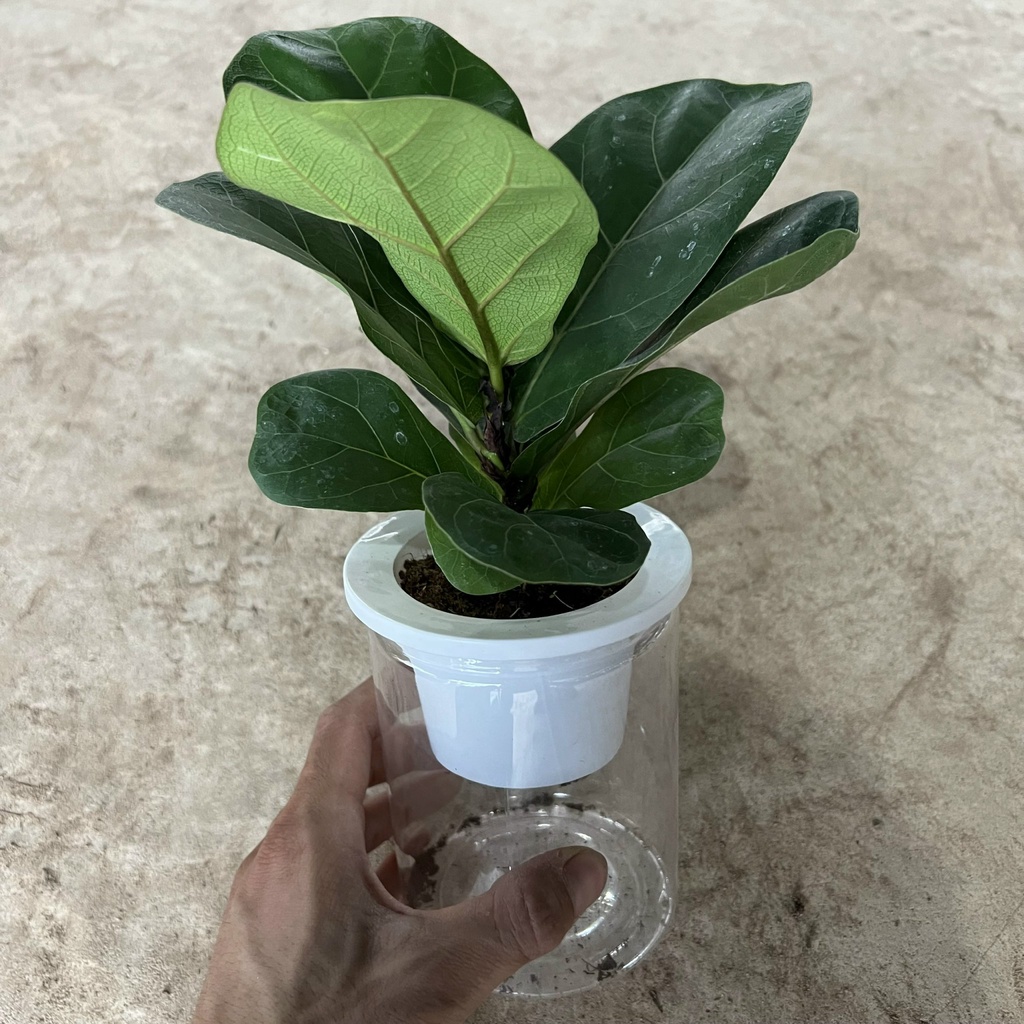 Cây bàng Singapore thủy sinh cao 15cm, cây cảnh phong thủy để bàn nội thất mang đến may mắn, trường an
