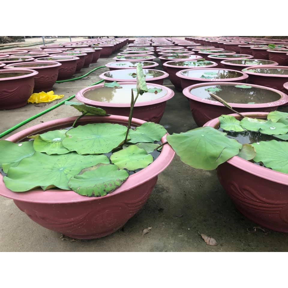 Chậu nhựa trồng sen súng bằng nhựa tròn đẹp - Không Lỗ Thoát Nước