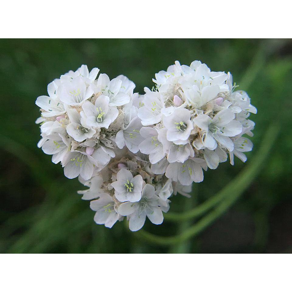 50 Hạt Giống Hoa Hồng Nhi Ngọc