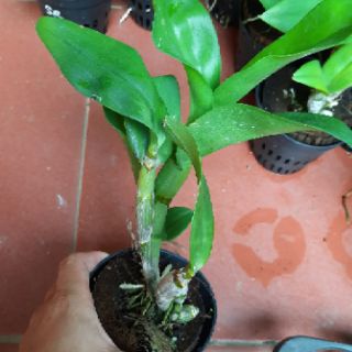 Dendro hoa hồng cây giống