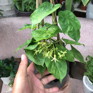 Chậu dây leo hoa Thiên Lý