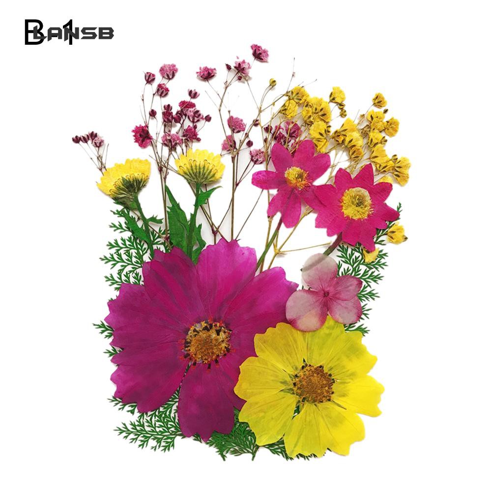 Hoa khô ép hỗn hợp dùng cho trang trí album DIY