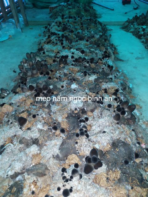 Meo nấm rơm Ngọc Bình An