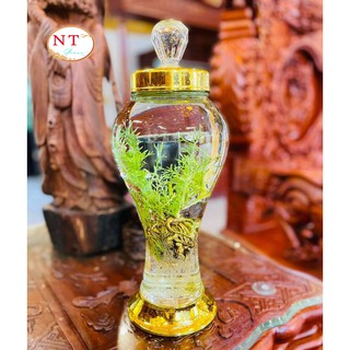 Bình Thủy Tinh Ngâm Rượu Sâm 2 Lít.