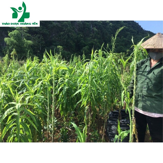 Bồ công anh sấy khô