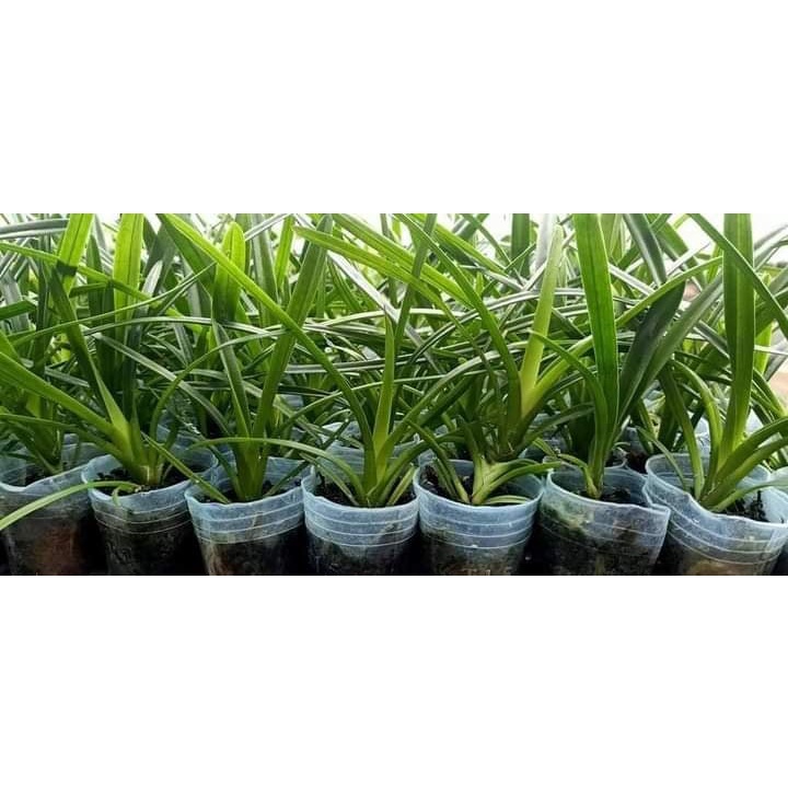 Combo 10 chậu phong lan kiếm giống 10 loại giá siêu rẻ cao 20 cm