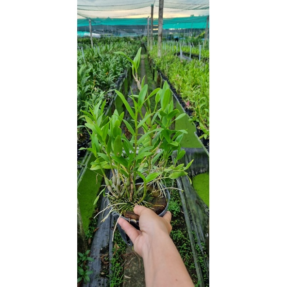 HOA LAN BẠCH CÂU RẤT THƠM
