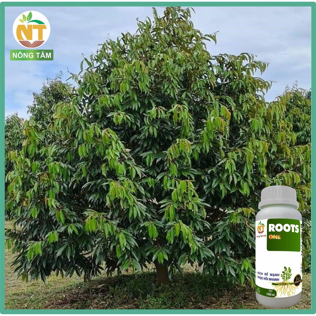 Phân bón siêu kích rễ, dưỡng rễ Roots One chuyên dùng cho cây ăn quả, chai 1000ml