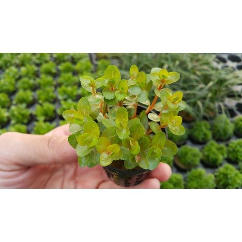 Vảy Ốc Đỏ  thủy sinh - cây cắt cắm thủy sinh - mộc Nhân Farm