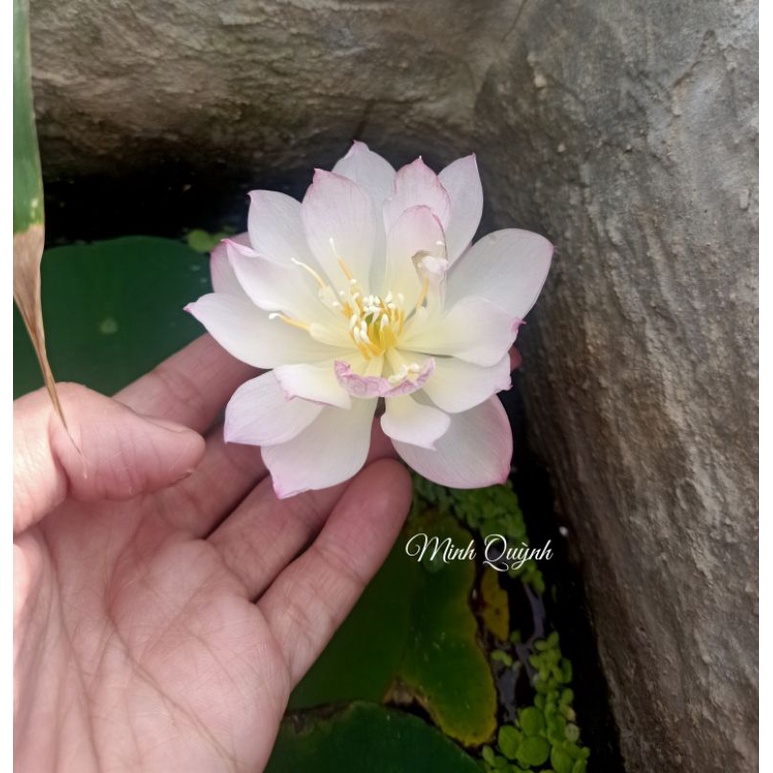 Củ sen siêu mini Rosy dot