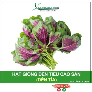 Hạt giống dền tiều cao sản phú nông gói 20 gram