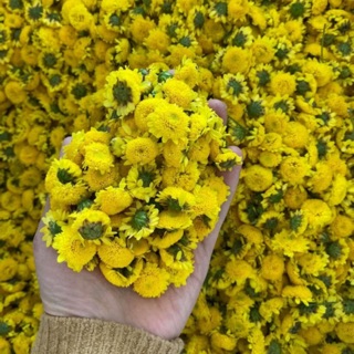 Trà Hoa Cúc Chi Hưng Yên Sấy Lạnh Chất Lượng Loại 1