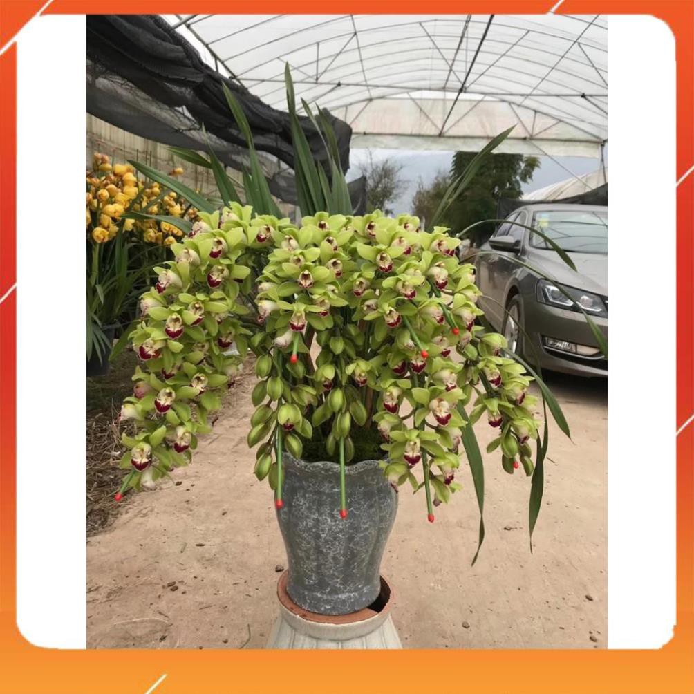 địa lan santo chậu giống, gửi đi cả chậu, size lớn hoa tết năm nay luôn